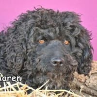MAREN, Hündin zur Adoption