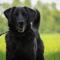 Bobby sucht schon so lange, Hund zur Adoption