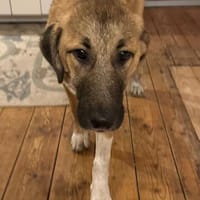 Junge Kangalmixhündin Brezel, Hündin zur Adoption