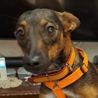 Yoko1 sucht ein Zuhause, Hündin zur Adoption