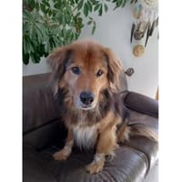 Casimo  wartet in 56379 Oberwies, Hund zur Adoption