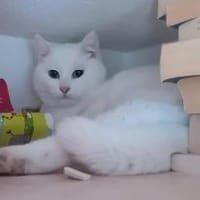 LADY, w., kastr., geb. 12/2023, Katze zur Adoption