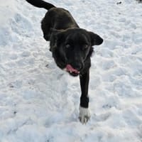 Lillesol - möchte glücklich sein, Hündin zur Adoption