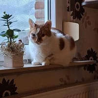 BORIS sucht geduldige Menschen!, Kater zur Adoption