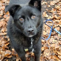 Whoopi - ist sehr menschenbezogen, Hündin zur Adoption