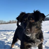 Franz, Hund zur Adoption