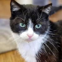 Tuffy, Katze zur Adoption