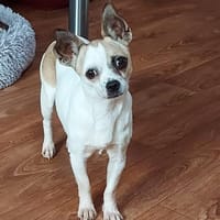 Luna, süßes Chihuahua Mädchen, Hündin zur Adoption