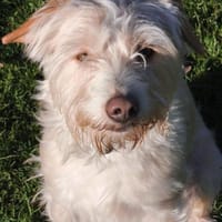 Aktiver Charly sucht seine Menschen, Hund zur Adoption