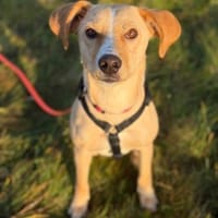 mittelgr., freundl. Hündin, Kiani sucht, Hündin zur Adoption