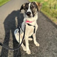 London - Katzenfreundin wartet in 41812, Hündin zur Adoption