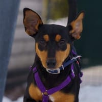 Franky2 sucht ein Zuhause, Hund zur Adoption