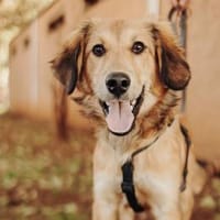 Junger lieber Gustav sucht seine Familie, Hund zur Adoption