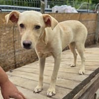 Ilvy - menschenbezogen - in DE, Hündin zur Adoption