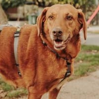 Liebe Treue Suhsi sucht ihre Familie!, Hündin zur Adoption