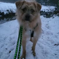 Peggy, kleiner Wuschel sucht Familie, Hündin zur Adoption