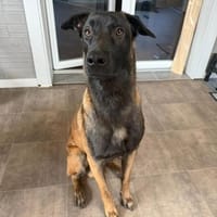 FURIO - arbeitsfreudig und lernwillig, Hund zur Adoption