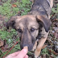 Pino - Einfühlungsvermögen wäre gut, Hund zur Adoption