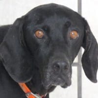 Mommy -liebt Menschen,die sie kennt-, Hündin zur Adoption