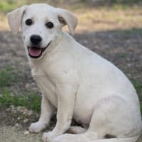 Ambra sucht ein Körbchen  🥰, Hündin zur Adoption