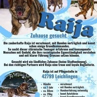 Die liebe 💕Raija 💕sucht ihre Menschen, Hündin zur Adoption
