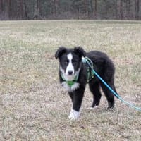 Welpenhündin Onnea sucht ihre Familie, Hündin zur Adoption