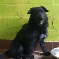 Silvia - liebenswertes Hundemädel, Hündin zur Adoption