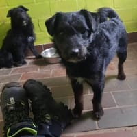 Sid - auf ICE AGE Spuren, Hund zur Adoption