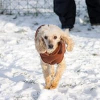 Gizi, liebes Pudelmädchen geb. 2018, Hündin zur Adoption