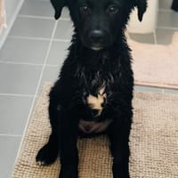 Rüdigersucht seine Menschen🐾💙, Hund zur Adoption