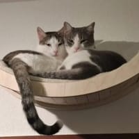 Sparkles und Mortis aus dem Tierschutz, Kater zur Adoption