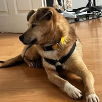 Liebe, freundliche Fibi immer übersehen, Hündin zur Adoption