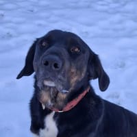 💙Leo💙 sucht ein für immer Zuhause, Hund zur Adoption