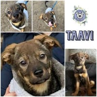 TAAVI * lustiger Wirbelwind, Hund zur Adoption