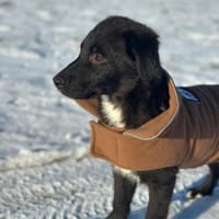 Spencersucht sein großes Glück, Hund zur Adoption