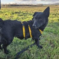 Cora mag erlebnisreiche Spaziergänge, Hündin zur Adoption