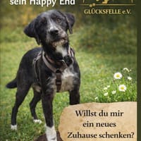Puffi sucht seine Menschen, Hund zur Adoption