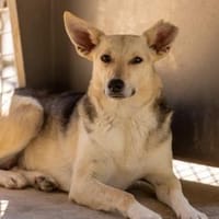 Mary Beth sucht ihr Zuhause, Hündin zur Adoption