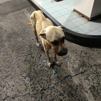 Rio, un grand coeur sur pattes, chien à adopter