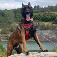 DJANGO, chien à adopter