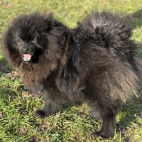 Alien CAA14579, chien à adopter