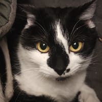 Vespa PAB28399, chatte à adopter