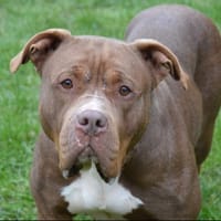 YARA CHAO, chienne à adopter