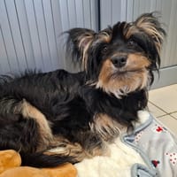 YODA, chien à adopter