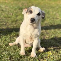 Narry CAA14572, chienne à adopter