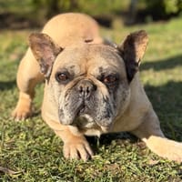 Clinton CAA14577, chien à adopter