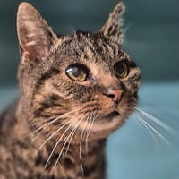 STELLA, chatte à adopter