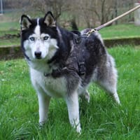 LUTECE, chienne à adopter