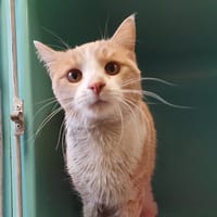 REBLOCHON C, chat à adopter