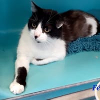 Félix, chat à adopter